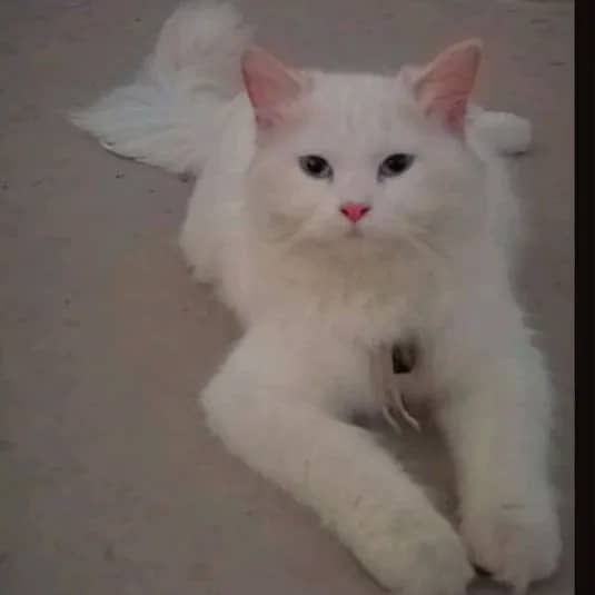 White cat 1