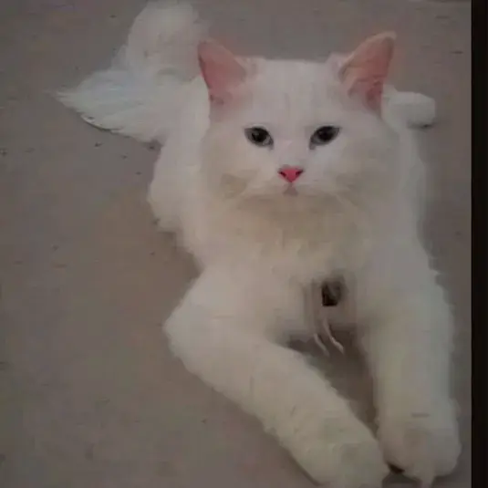 White cat — photo 2