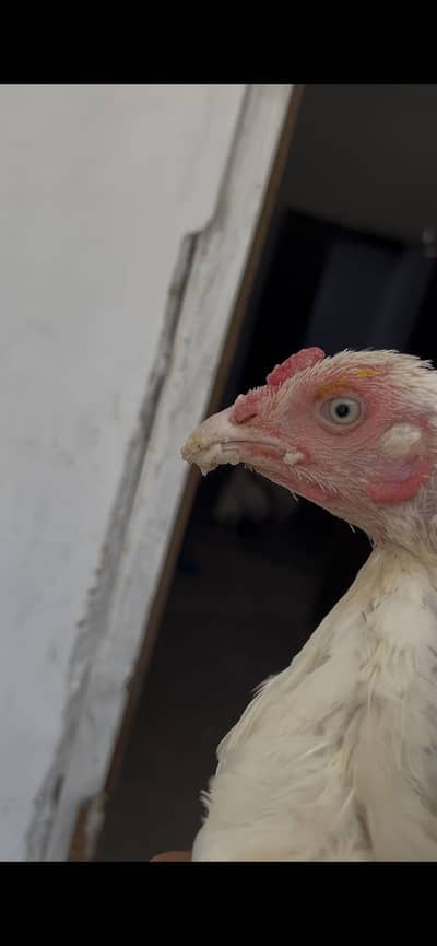 HEERA ASEEL BREEDER FEMALE