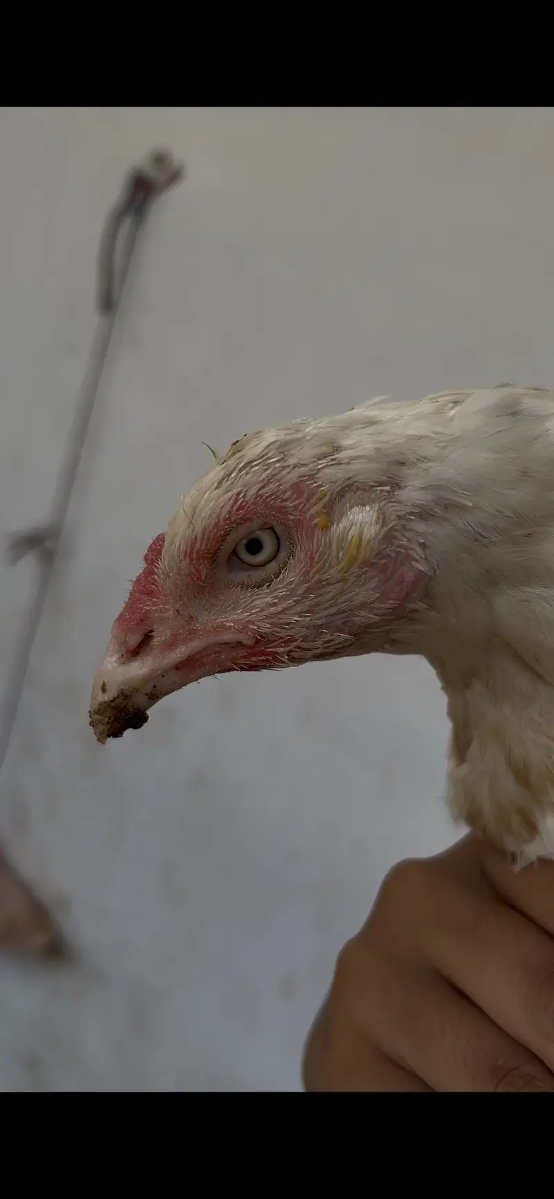 HEERA ASEEL BREEDER FEMALE — photo 2