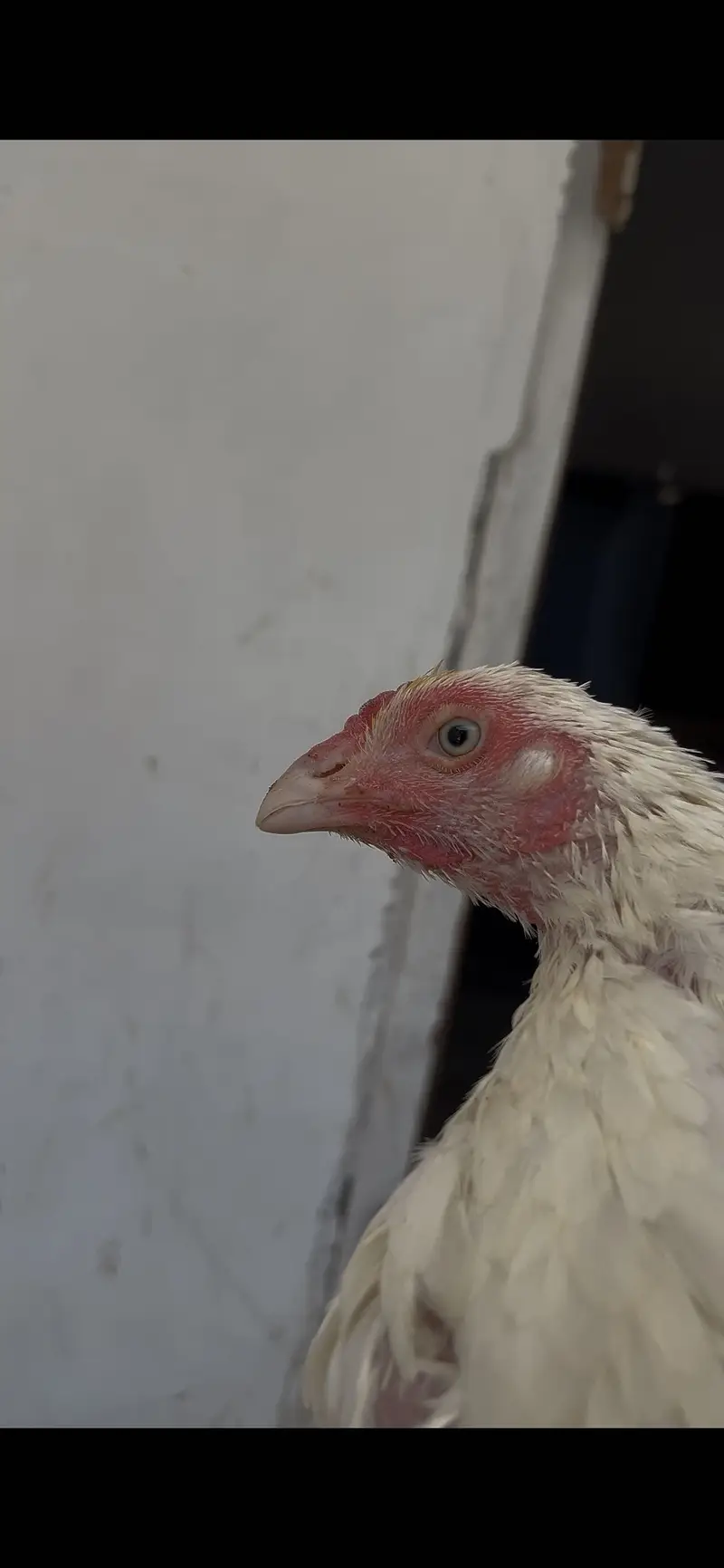 HEERA ASEEL BREEDER FEMALE — photo 3