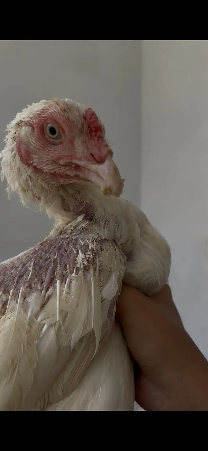 HEERA ASEEL BREEDER FEMALE — photo 4