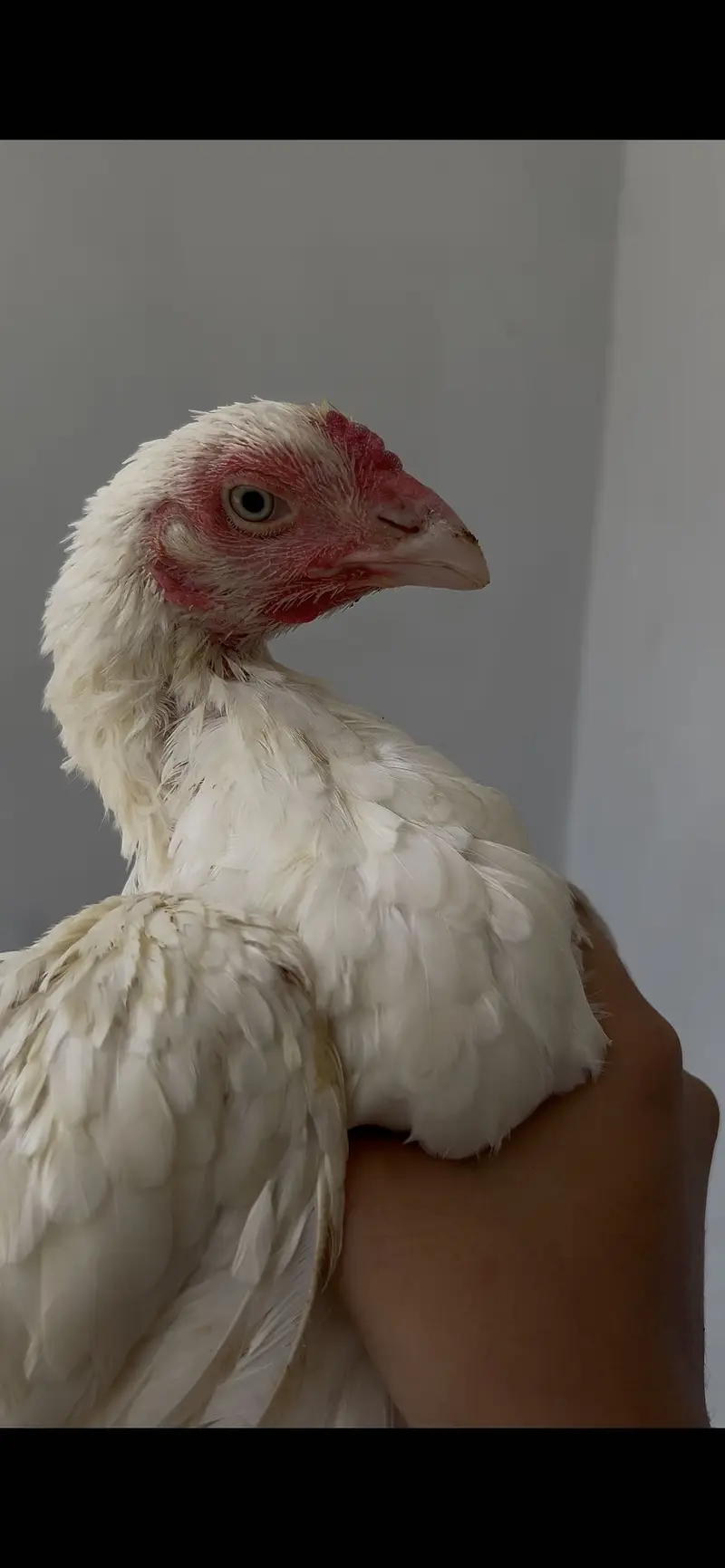 HEERA ASEEL BREEDER FEMALE — photo 5