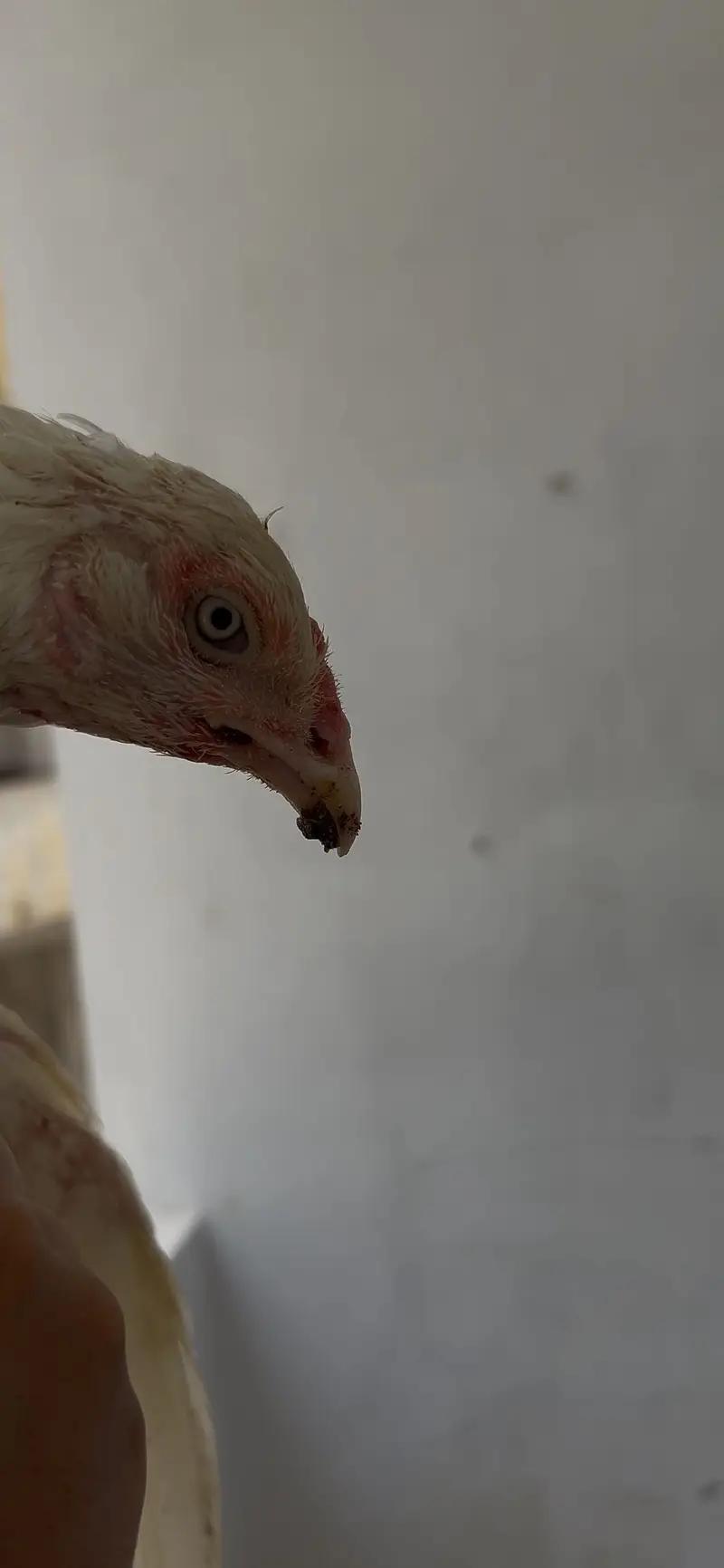 HEERA ASEEL BREEDER FEMALE — photo 6