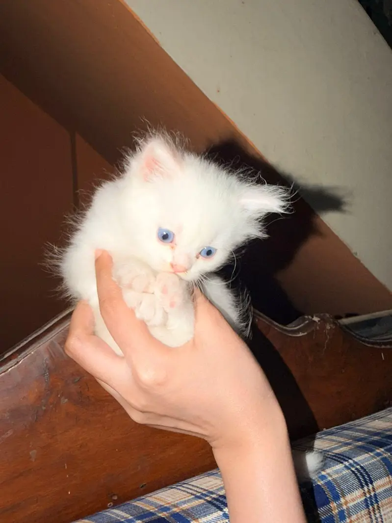 Kittens | Triple coat. Persian. Blue eyes — photo 2