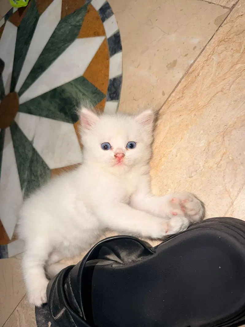 Kittens | Triple coat. Persian. Blue eyes — photo 6