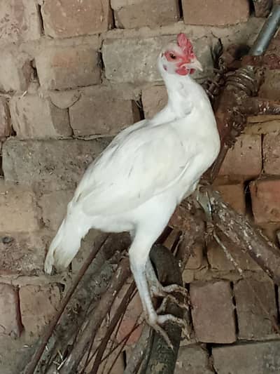 Full white