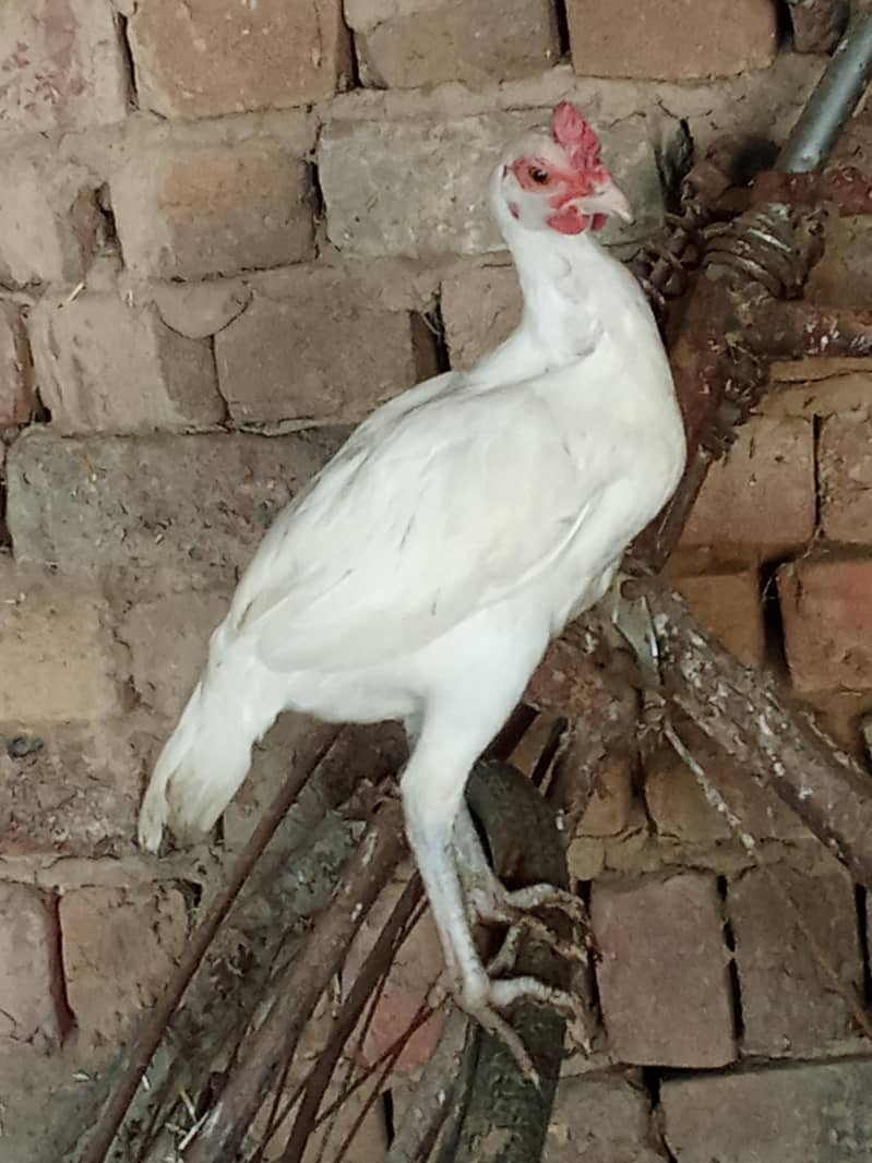 Full white 0