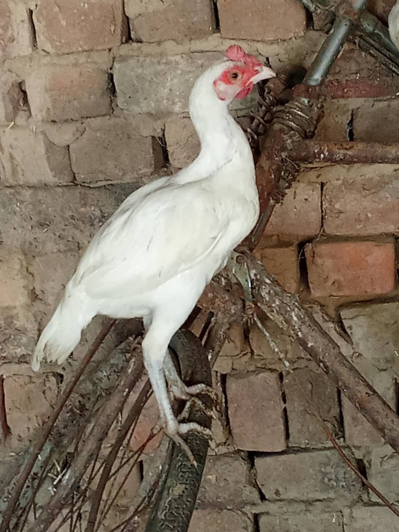 Full white 1