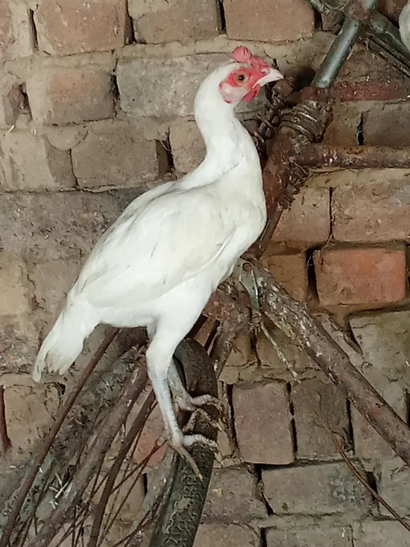 Full white — photo 2