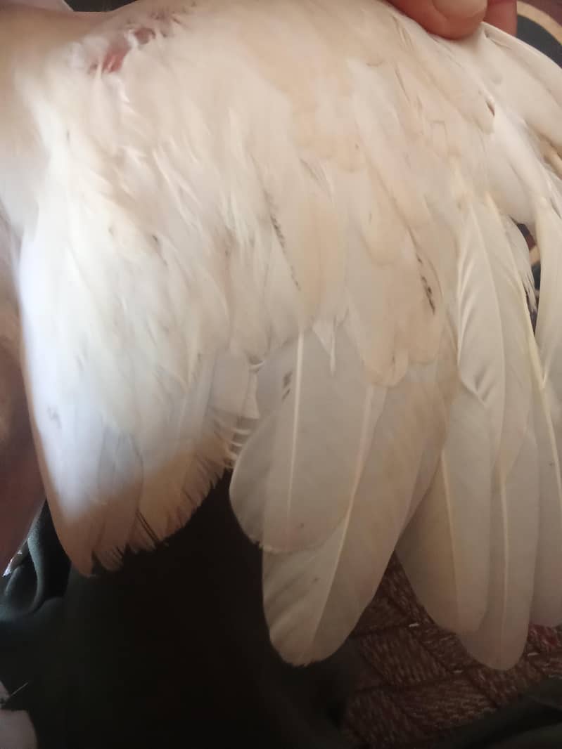 Full white 3
