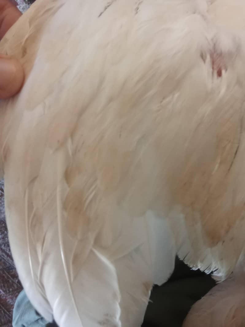 Full white 4