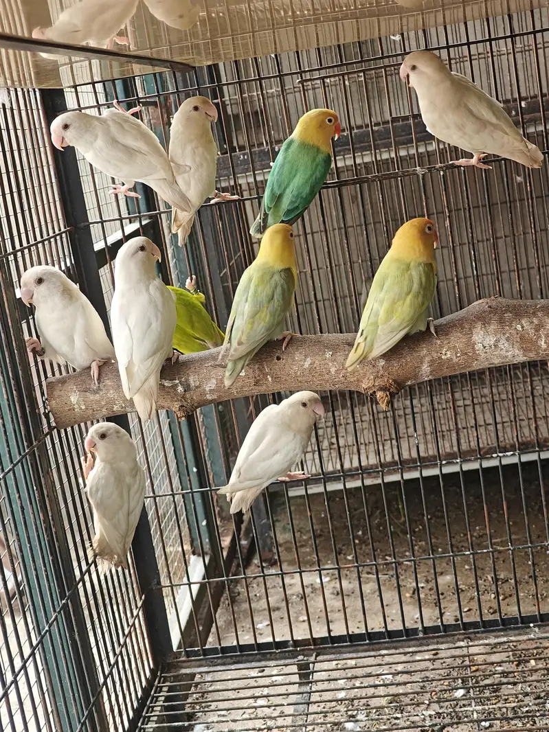 Roseicolli Albino — photo 2