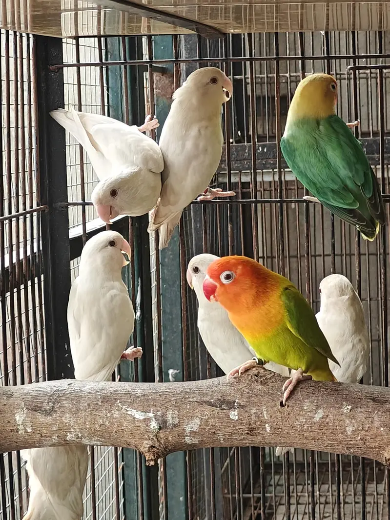 Roseicolli Albino — photo 4