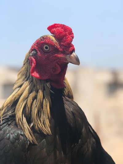 best breeder murga A1 quality