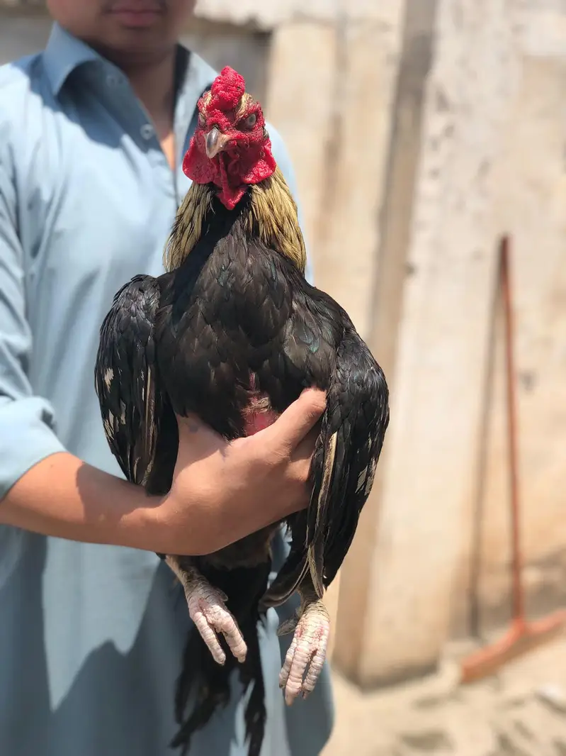 best breeder murga A1 quality — photo 2