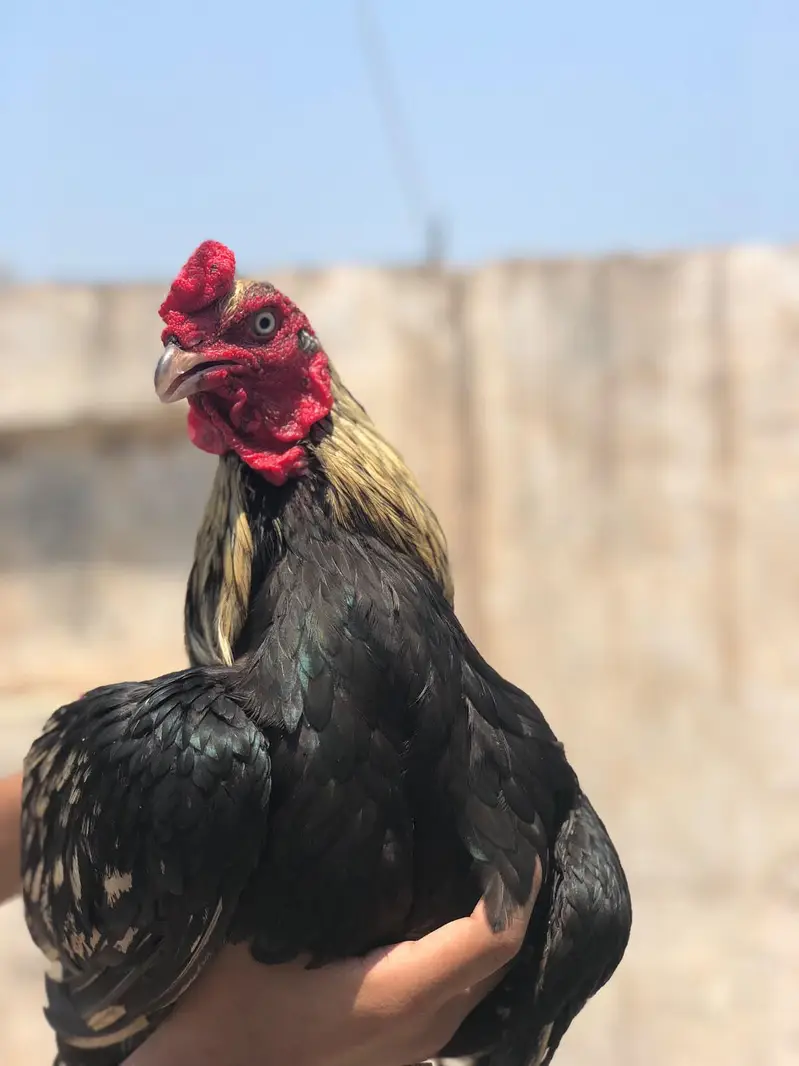 best breeder murga A1 quality — photo 3