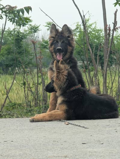 German shepherd