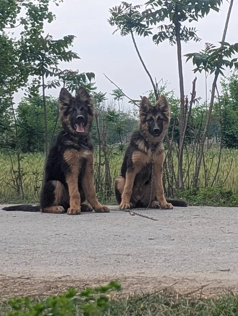 German shepherd 1