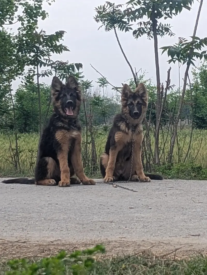 German shepherd — photo 2