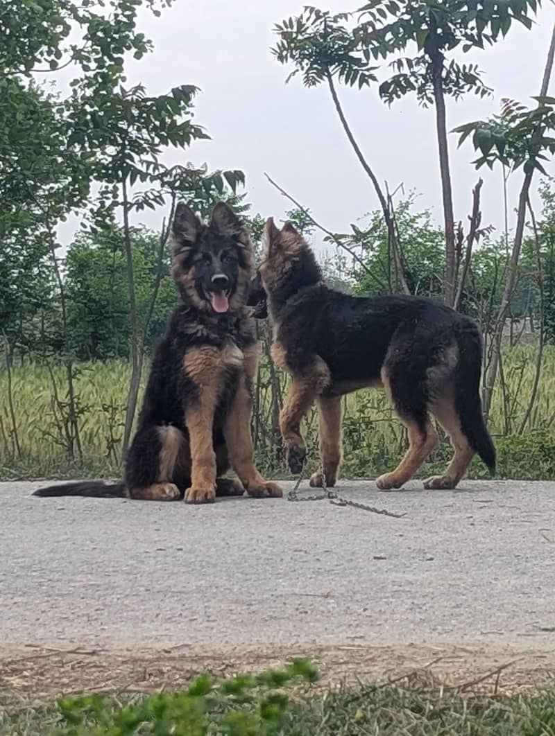 German shepherd 2
