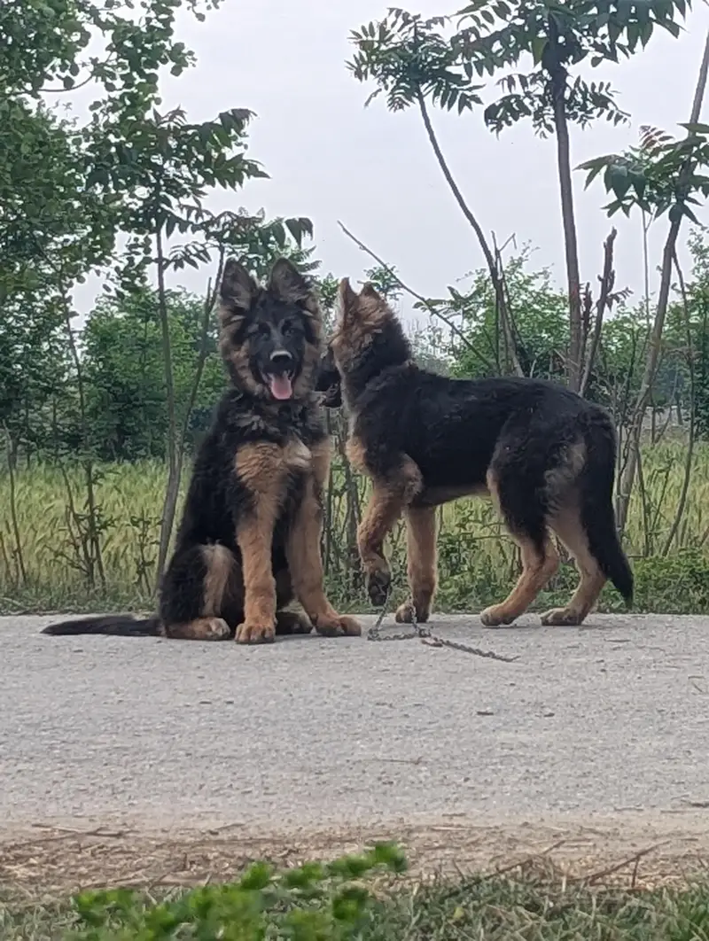 German shepherd — photo 3