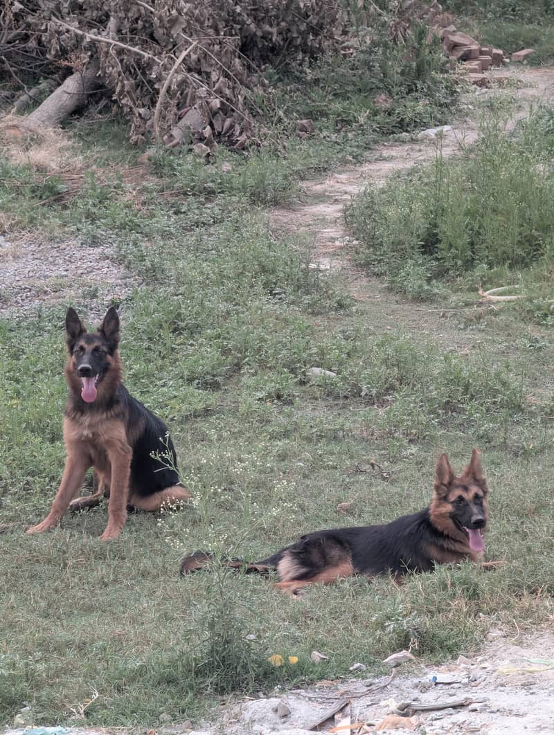 German shepherd 3