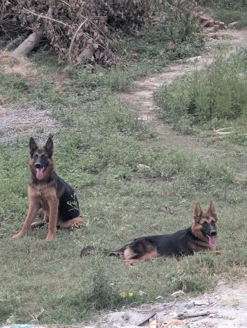German shepherd — photo 4