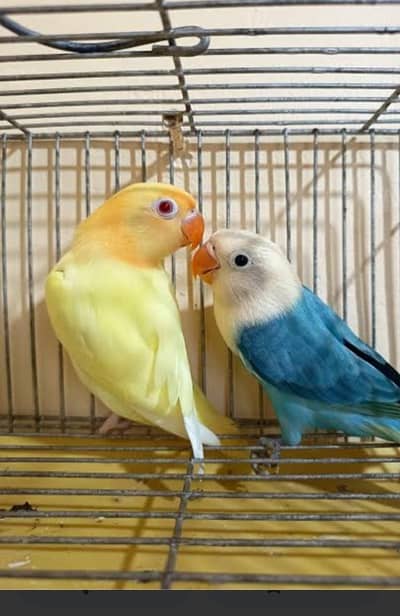 lovebirds