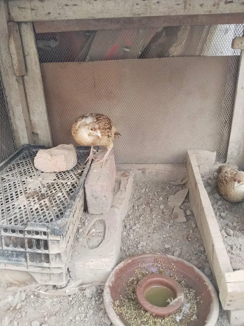 Irani and dakani teetar for sale — photo 2