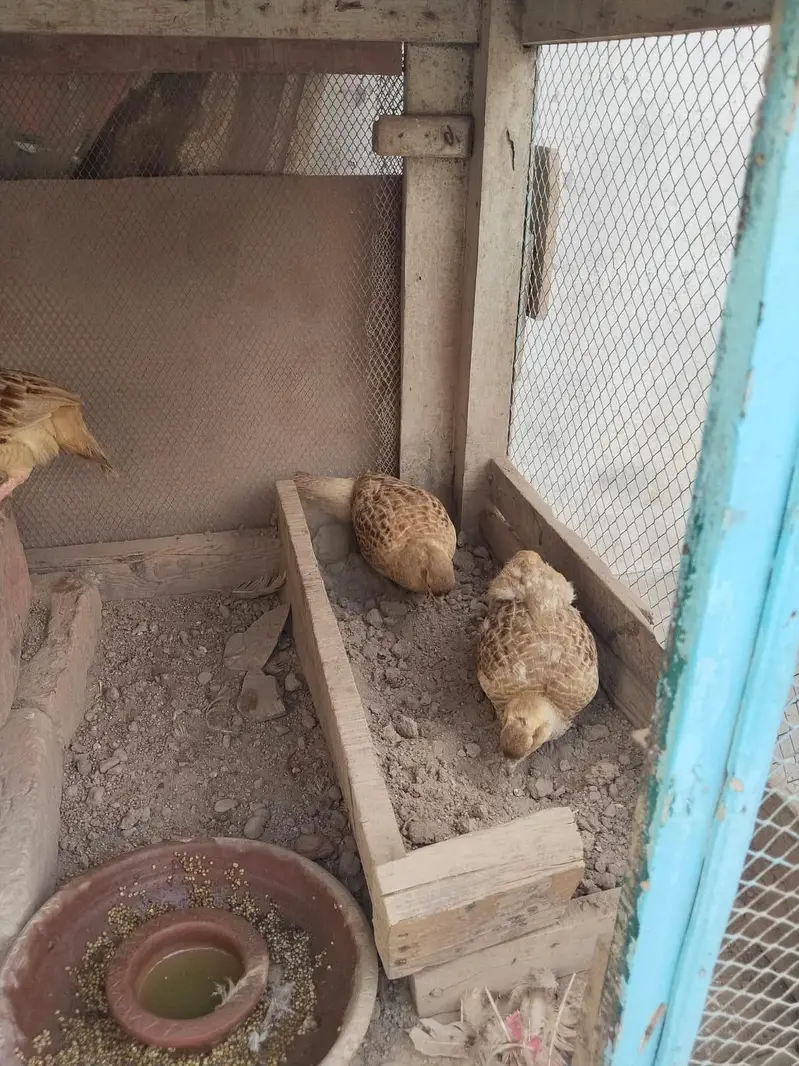 Irani and dakani teetar for sale — photo 4