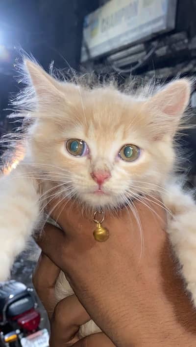 Persian Cat Double Coated