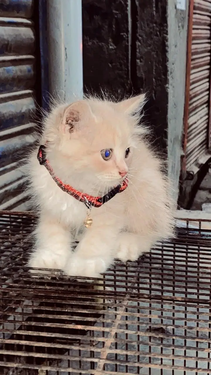 Persian Cat Double Coated — photo 2