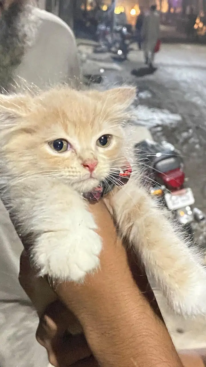 Persian Cat Double Coated — photo 3