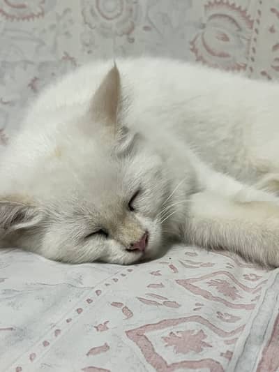 White Persian Cat