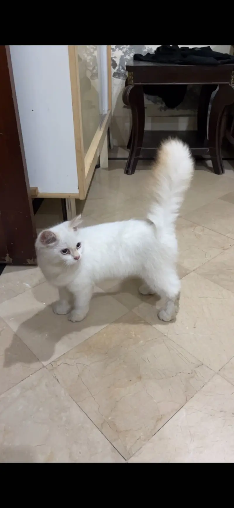 White Persian Cat — photo 2