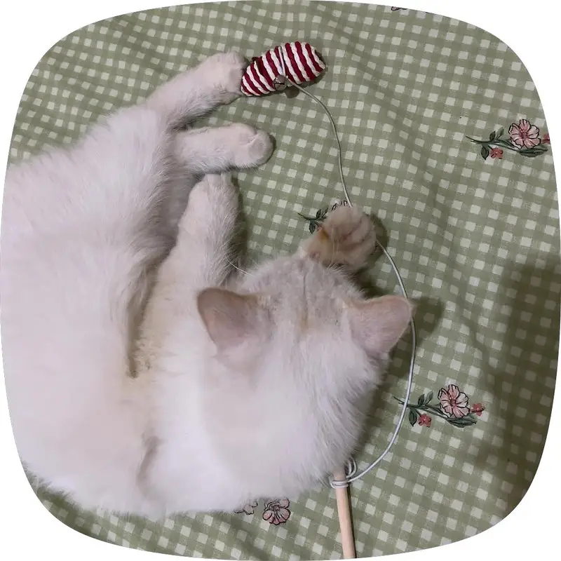 White Persian Cat — photo 3