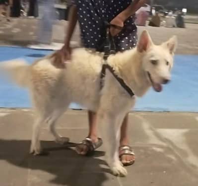 swiss shepherd 8 month female