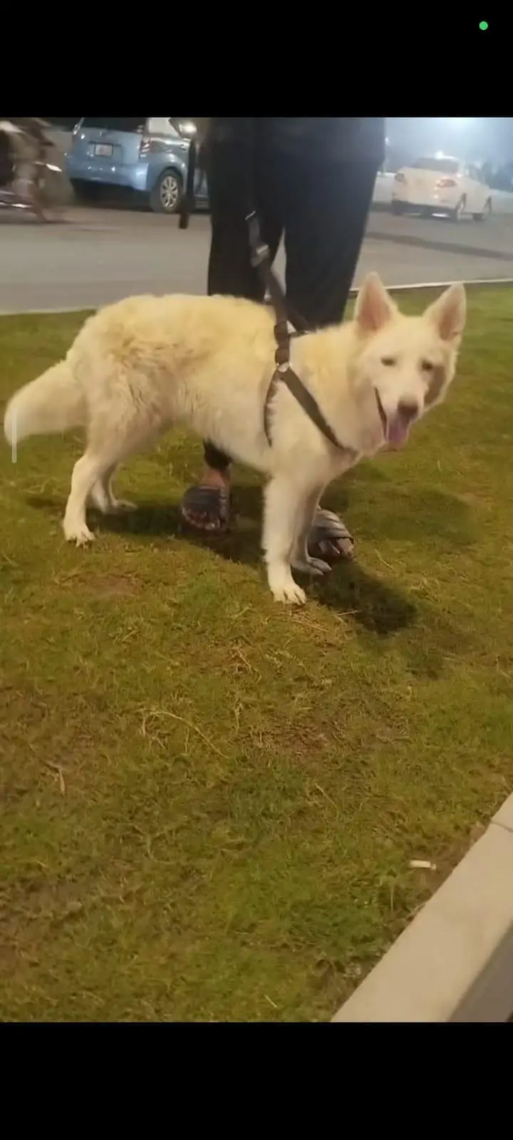 swiss shepherd 8 month female — photo 2
