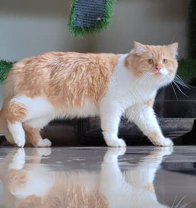 Persian Cat potty handshake train d