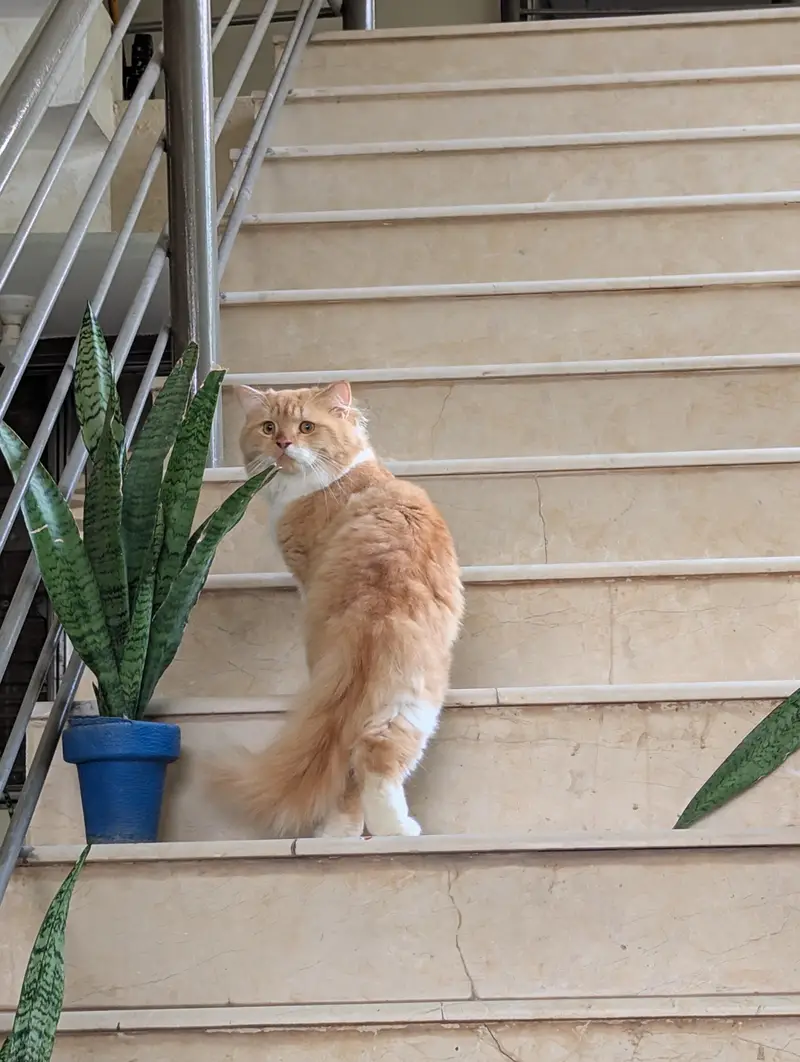 Persian Cat potty handshake train d — photo 2