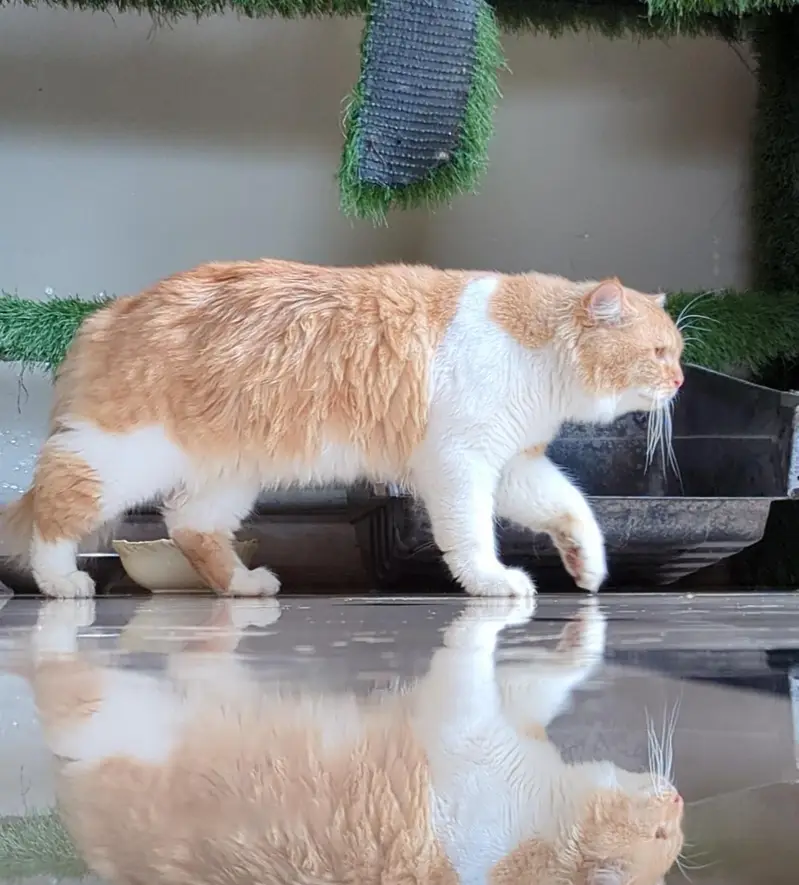 Persian Cat potty handshake train d — photo 3