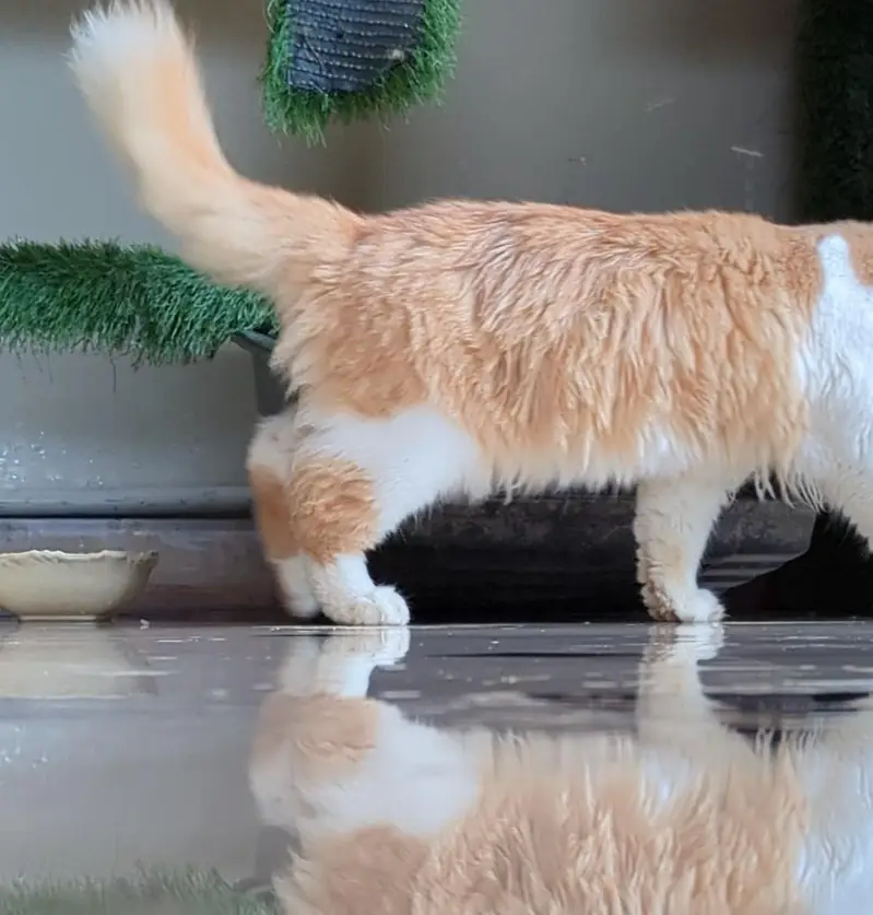 Persian Cat potty handshake train d — photo 4
