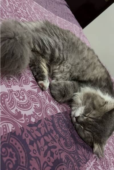 Grey Color Male 1.5 Year Persian Cat