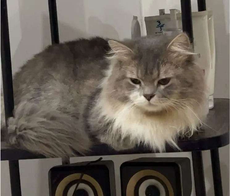 Grey Color Male 1.5 Year Persian Cat — photo 2