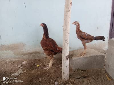 Aseel pathy, Aseel hen with chicks