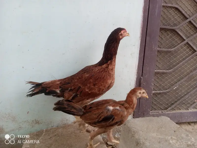 Aseel pathy, Aseel hen with chicks — photo 2