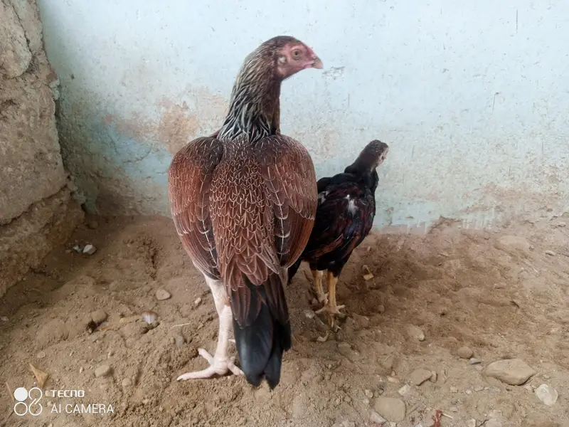 Aseel pathy, Aseel hen with chicks — photo 3