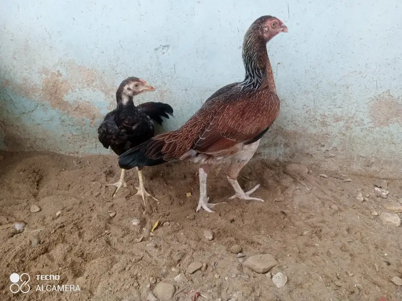 Aseel pathy, Aseel hen with chicks — photo 4