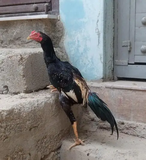Aseel pathy, Aseel hen with chicks — photo 5